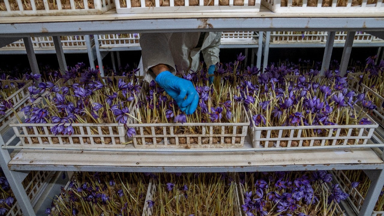 Multi-tier tracks and trays support indoor saffron farming in Kashmir 