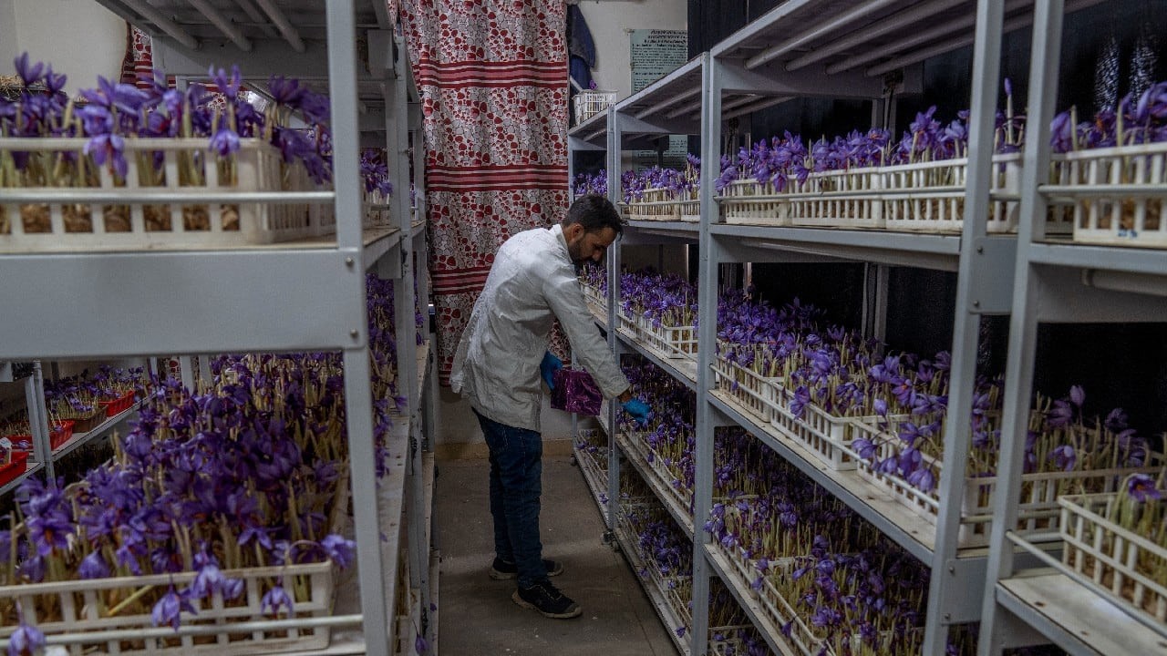 Research on indoor saffrron farming at SKUAST-Kashmir 