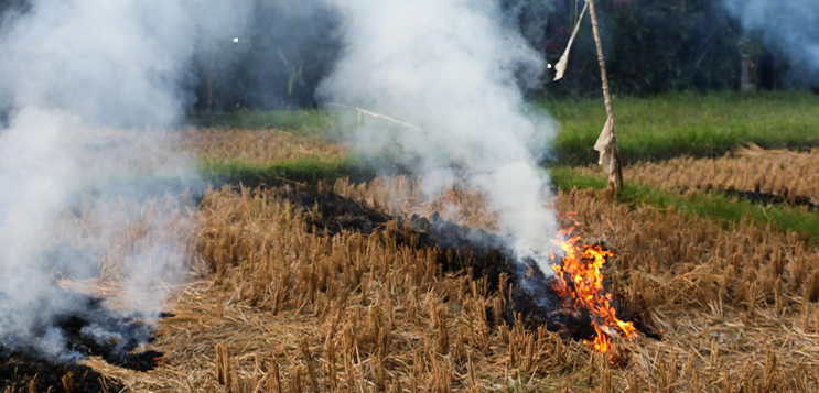 SA_Stubble_Burning