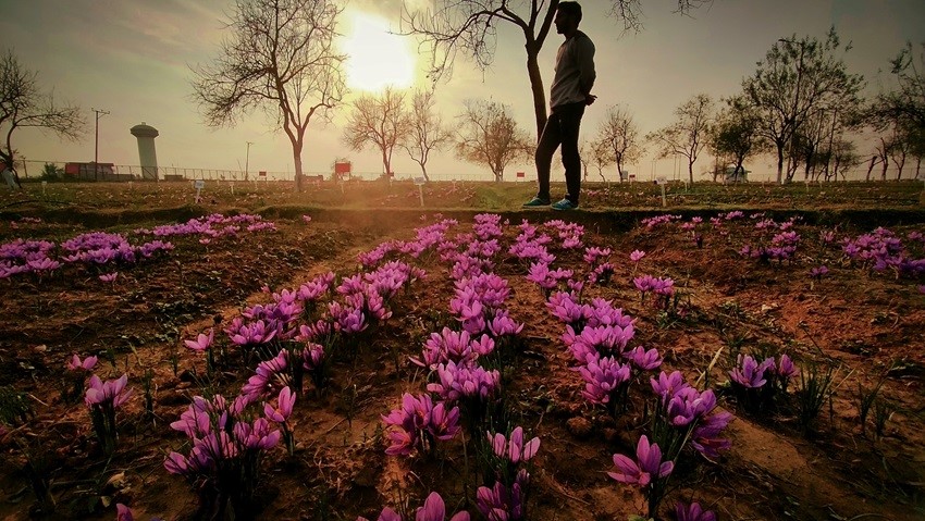 Traditional saffron farming in Kashmir, India