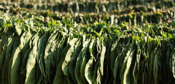 Tobacco industry in India