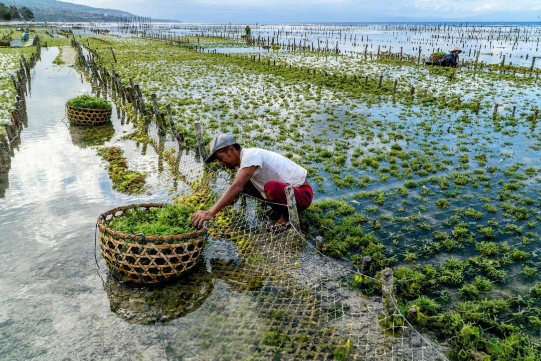 Seaweed packaging could change India's plastic problems.
