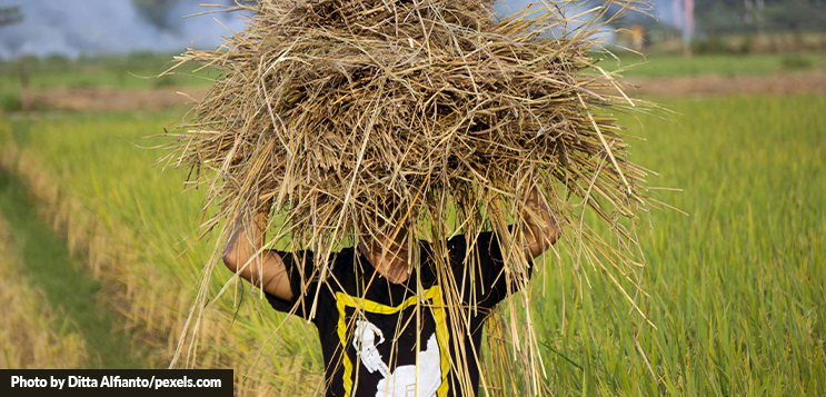 Scientific crop management in India