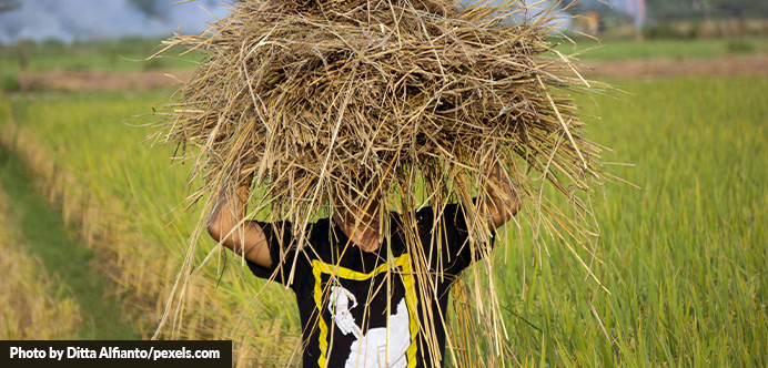 Scientific crop management in India
