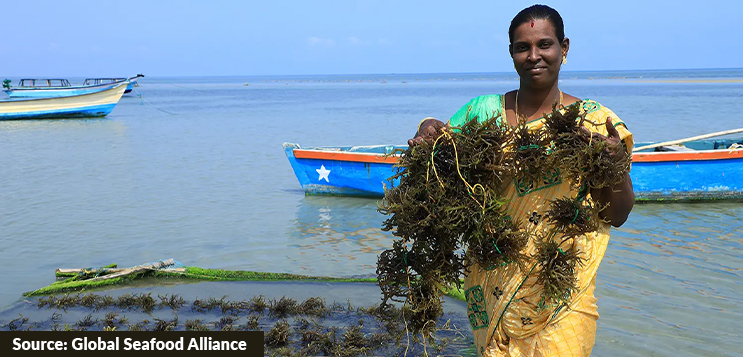 Seaweed Packaging: India’s Ocean-Born Answer to the Plastic Crisis Seaweed packaging in India could be the answer to plastic