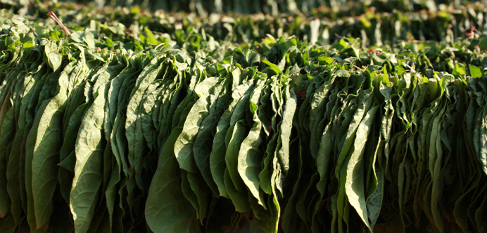 Urgent changes in Indian tobacco industry