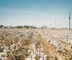 Indian cotton