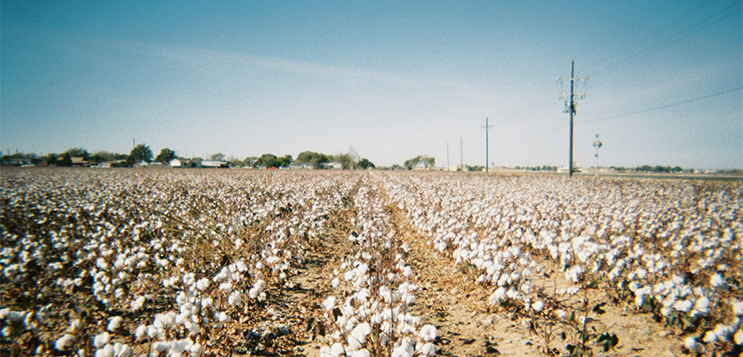 Indian cotton