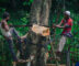 Deforestation rules are getting tighter.
