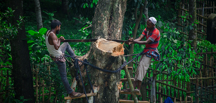 Deforestation rules are getting tighter.