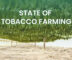 State of tobacco farming in India