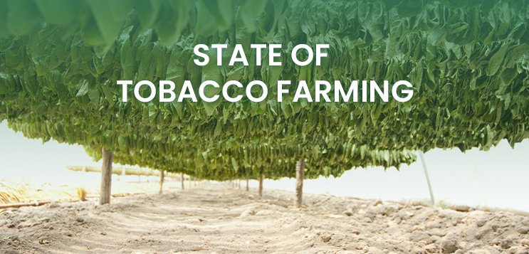 State of tobacco farming in India