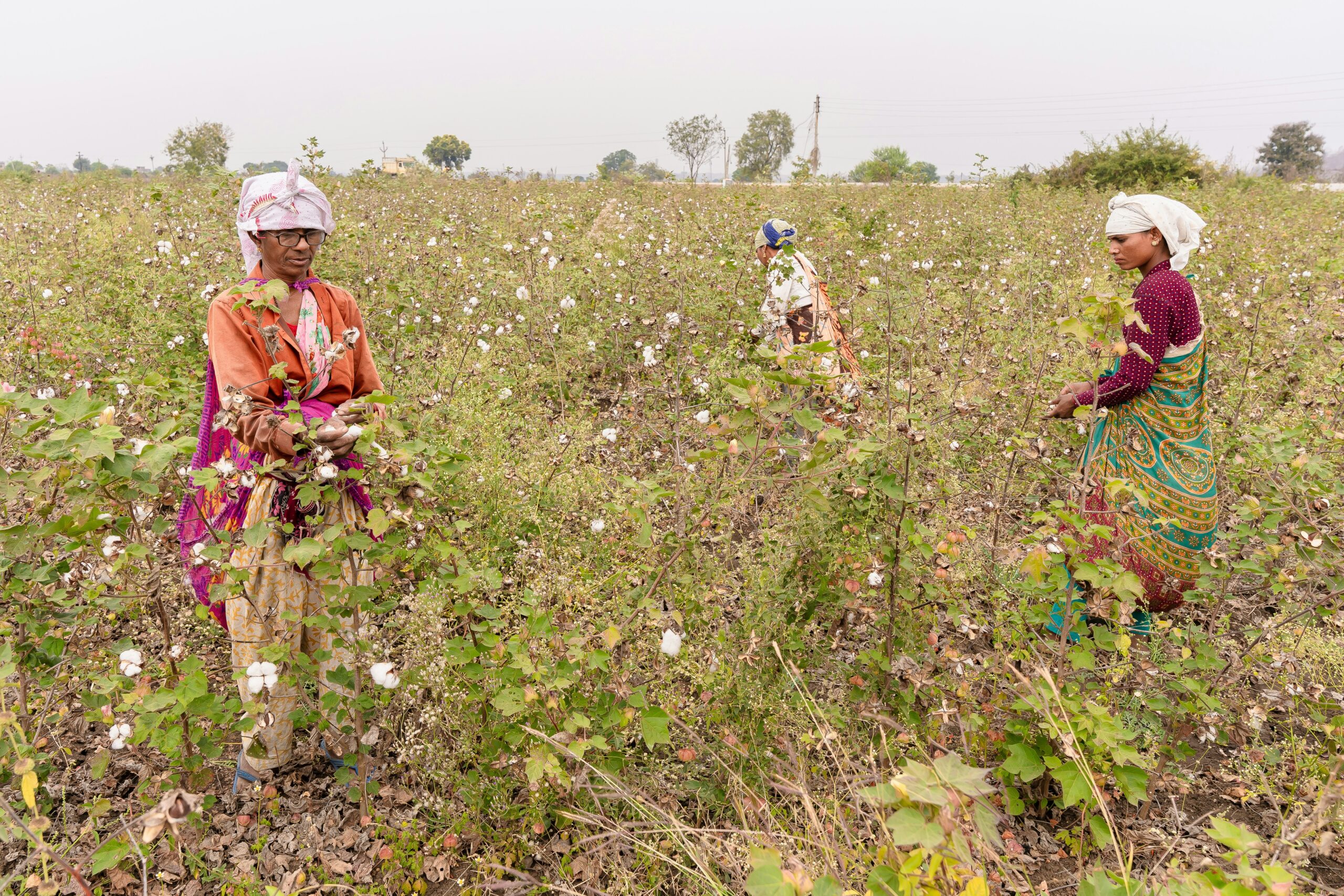 Can Indian cotton keep up against EU benchmarks?