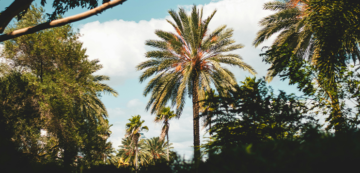 Palm oil plantations in Malaysia are EUDR ready