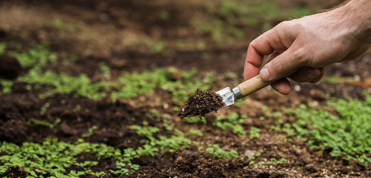 Nitrogen fertilisers are killing Indian soil