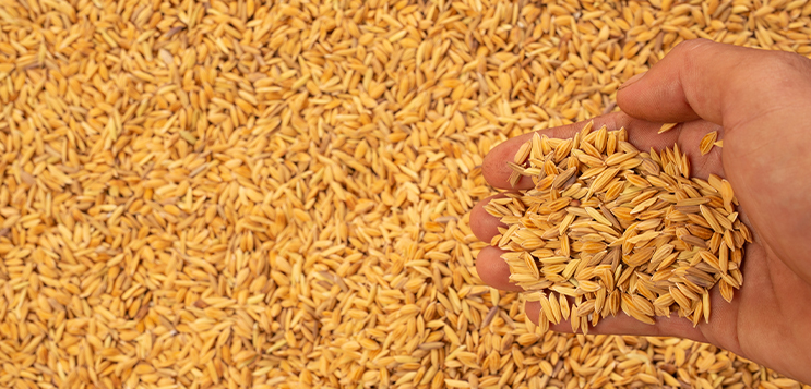 Is India's seed model not good enough?