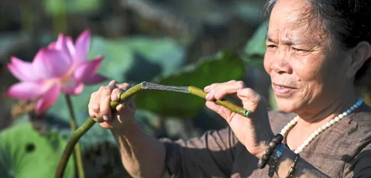 Sustainable Lotus Silk for India