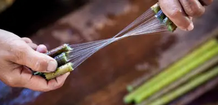 Lotus silk for a sustainable India