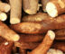 Can Cassava replace plastic in India?