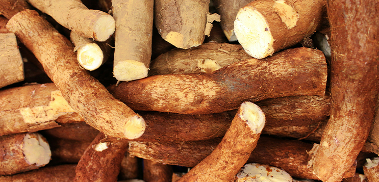 Can Cassava replace plastic in India?
