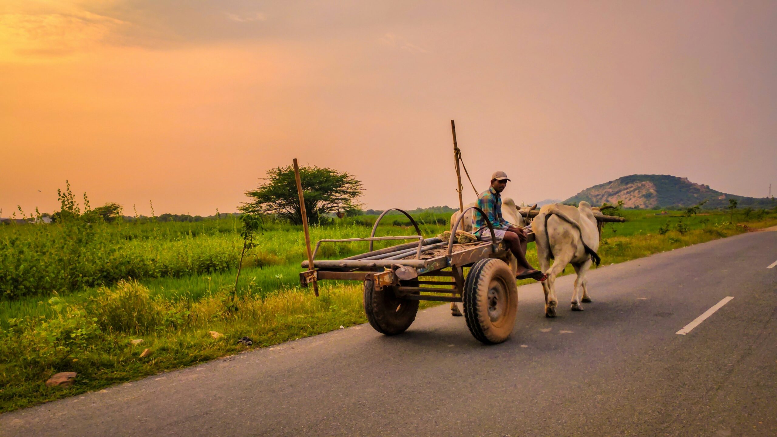 The tobacco farming debate
