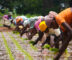 India's fertiliser dependence