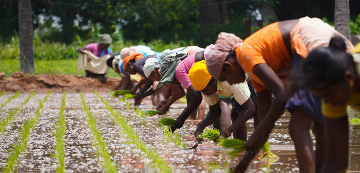India's fertiliser dependence