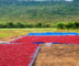 India's chilli has a sustainability problem