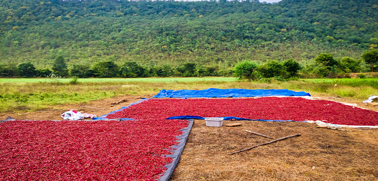 India's chilli has a sustainability problem